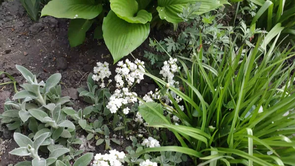 Yeşil çimenli ve çiçekli görüntüler. Bahar. Ukrayna. Beyaz çiçekler.