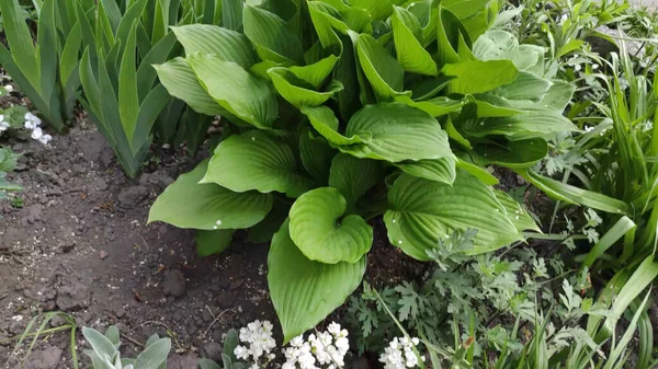 Yeşil çimenli ve çiçekli görüntüler. Bahar. Ukrayna.