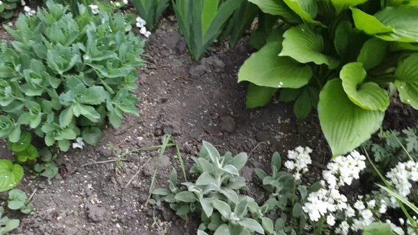 Yeşil çimenli ve çiçekli görüntüler. Bahar. Ukrayna.