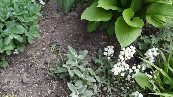 Yeşil çimenli ve çiçekli görüntüler. Bahar. Ukrayna. Beyaz çiçekler.