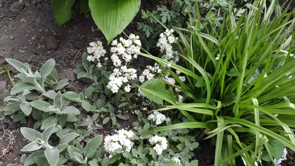 Yeşil çimenli ve çiçekli görüntüler. Bahar. Ukrayna. Beyaz çiçekler.