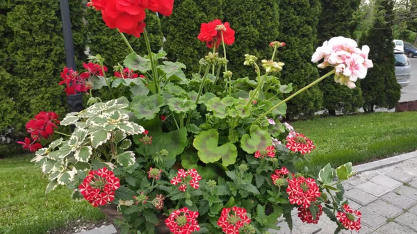 Yeşil çimenli ve çiçekli görüntüler. Bahar. Ukrayna. Kırmızı, pembe çiçekler. Beyaz çiçekler.