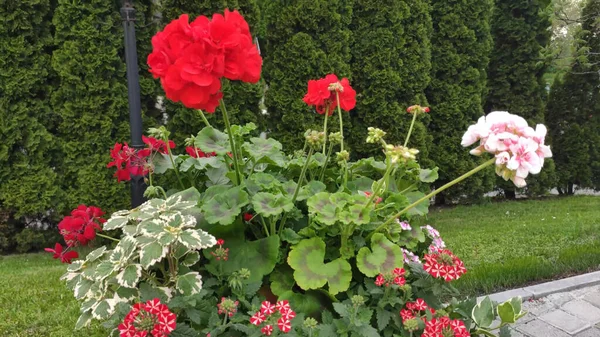 Πλάνα Πράσινο Γρασίδι Και Λουλούδια Άνοιξη Ουκρανία Κόκκινα Ροζ Λουλούδια — Φωτογραφία Αρχείου