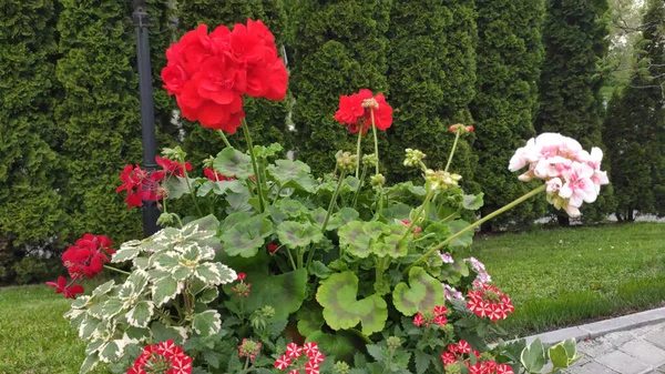 Yeşil çimenli ve çiçekli görüntüler. Bahar. Ukrayna. Kırmızı, pembe çiçekler. Beyaz çiçekler.