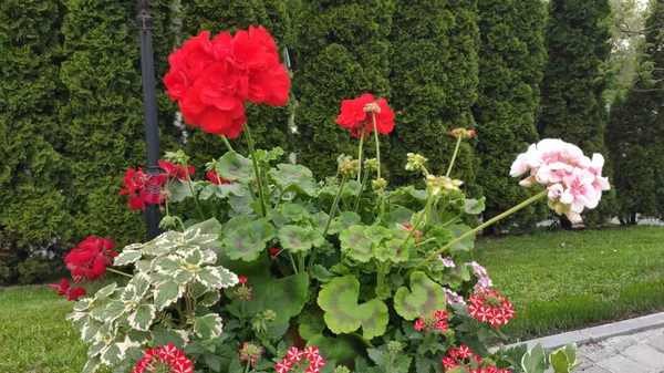 Yeşil çimenli ve çiçekli görüntüler. Bahar. Ukrayna. Kırmızı, pembe çiçekler. Beyaz çiçekler.