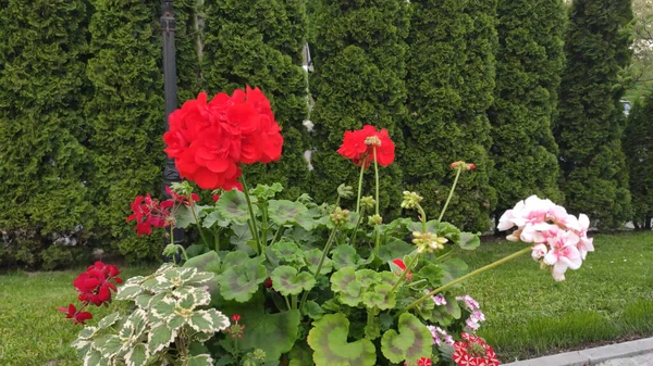 Yeşil çimenli ve çiçekli görüntüler. Bahar. Ukrayna. Kırmızı, pembe çiçekler. Beyaz çiçekler.