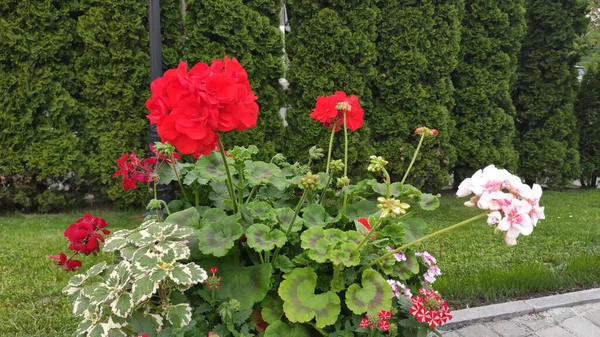 Fotografier Med Grönt Gräs Och Blommor Våren Ukraina Röda Rosa — Stockfoto