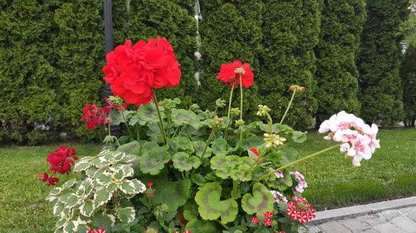 Yeşil çimenli ve çiçekli görüntüler. Bahar. Ukrayna. Kırmızı, pembe çiçekler. Beyaz çiçekler.