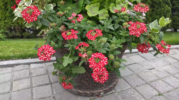 Yeşil çimenli ve çiçekli görüntüler. Bahar. Ukrayna. Kırmızı, pembe çiçekler. Beyaz çiçekler.