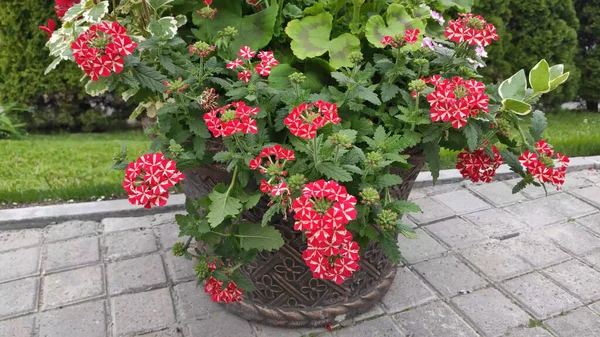 Yeşil çimenli ve çiçekli görüntüler. Bahar. Ukrayna. Kırmızı ve pembe çiçekler.