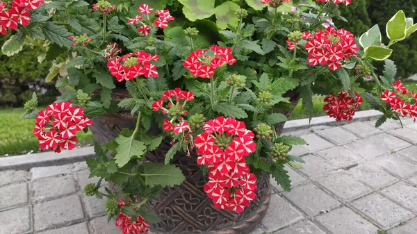 Yeşil çimenli ve çiçekli görüntüler. Bahar. Ukrayna. Kırmızı ve pembe çiçekler.