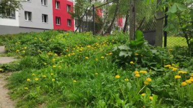 Renkli unsurlarla hareketli arka plan görüntüleri. Karışık görüntü kompozisyonu. Çiçekler. Bahar.