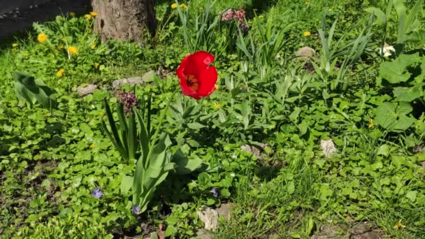 Motion Footage Background Colorful Elements Mixed Footage Composition Flowers Spring — Stockvideo