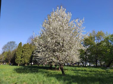 Ukrayna. Bahar. İlginç bir fotoğraf. Doğal nesnelerin fotoğrafı. Doğa. Yaz.