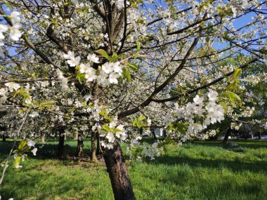 Ukrayna. Bahar. İlginç bir fotoğraf. Doğal nesnelerin fotoğrafı. Doğa. Yaz.