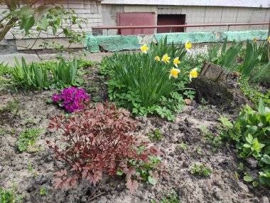 Ukrayna. Bahar. İlginç bir fotoğraf. Doğal nesnelerin fotoğrafı. Doğa. Yaz.