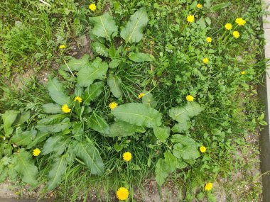 Ukrayna. Bahar. İlginç bir fotoğraf. Doğal nesnelerin fotoğrafı. Doğa. Yaz.