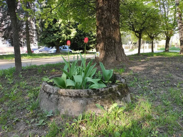 Ukraine Spring Interesting Photo Photo Natural Objects Nature Summer — Fotografia de Stock