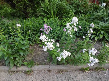 Cute floral elements. Flowers on gray, green and neutral colors. Photo illustration. Photo.