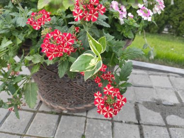 Photo flat flowers photo pattern. Design gift wrapping paper, greeting cards, posters and banner design. Flowers on green, gray and neutral colors. Ukraine, Ukrainian, 2022, Lviv