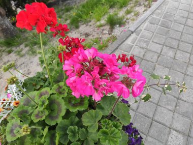 Flower pattern. Photo photo Beautiful fabric pattern. Colour Spring Theme photo pattern Background. Flat Flower Elements Design. Ukraine, Ukrainian, 2022, Lviv