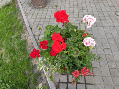 Photo vintage. Photo Cute fabric pattern. Colour Spring Theme photo pattern Background. Flat Flower Elements Design. Ukraine, Ukrainian, 2022, Lviv