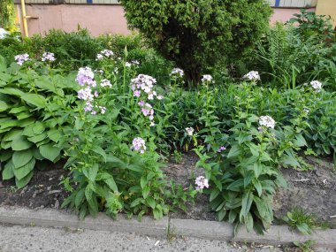 Photo flower pattern can be used for wallpaper. Flowers on neutral, green and gray colors. Photo illustration. Ukraine, Ukrainian, 2022, Lviv