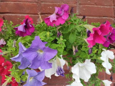 Cute flower photo pattern. Fashionable fabric pattern. Colour Summer Theme photo pattern Background. Flat Flower Elements Design. Ukraine, Ukrainian, 2022, Lviv