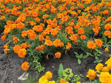 Cute flower photo pattern. Flowers on gray, green and orange colors. Colour Spring Theme photo pattern Background. Flat Flower Elements Design. Ukraine, Ukrainian, 2022, Lviv