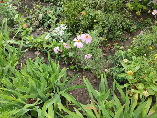 Квіти Сірих Нейтральних Зелених Кольорів Фото Милий Малюнок Квітів Настрій — стокове фото