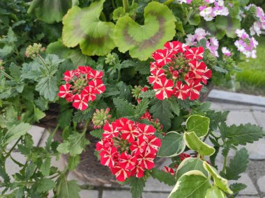 Elegant Flowers Bouquet Watercolor on a green, neutral and gray colors. Colour Spring Theme photo pattern Background. Flat Flower Elements Design. Photo illustration. Ukraine, Ukrainian, 2022, Lviv