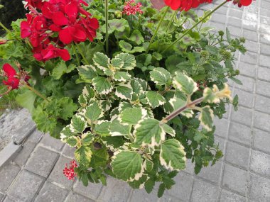 Cute Floral pattern in the small flower. Flowers on gray, green and neutral colors. Ukraine, Ukrainian, 2022, Lviv