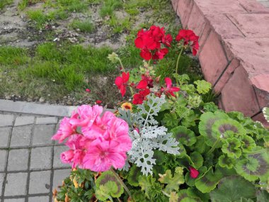 Photo flower pattern can be used for wallpaper. Flowers on neutral, gray and green colors. Photo illustration. Ukraine, Ukrainian, 2022, Lviv