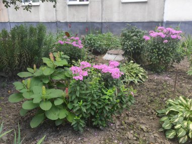 Spring floral background with flowers. Photo cute pattern in small flower. Small colorful flowers. The elegant the template for fashion prints. Motley illustration. Ukraine, Ukrainian, 2022, Lviv