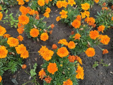 Elegant with gray, green and orange flowers in watercolor style, design elements. Floral pattern for wedding invitations, greeting cards, scrapbooking, print, gift wrap, manufacturing. Editable.