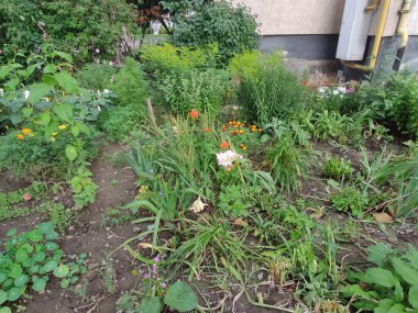 Flower. Photo illustration. On neutral, gray and green colors. Photo decorative background, flowers. Ukraine, Ukrainian, 2022, Lviv