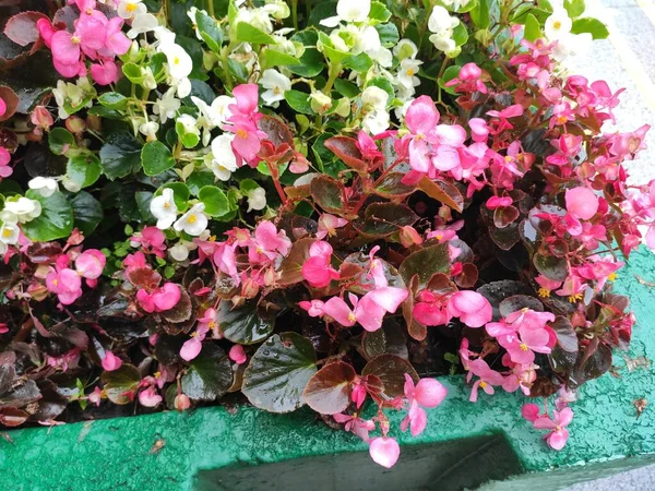 Photo Photo Cute Flower Pattern Spring Summer Time Holidays Mood — Fotografia de Stock