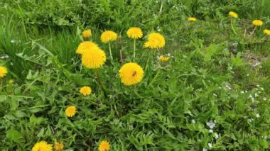 Motion footage background with colorful elements. Video. Flowers. A screen saver for a good video. Green. Grass. Ukraine, Ukrainian, 2022, Lviv