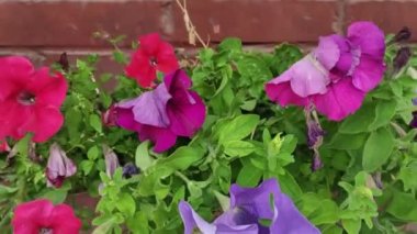 Motion footage background with colorful elements. Video. Flowers. A screen saver for a good video. Green. Grass. Ukraine, Ukrainian, 2022, Lviv
