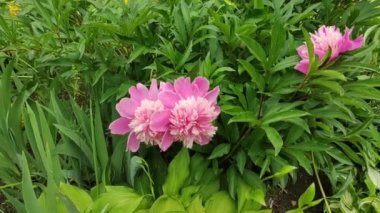 Motion footage background with colorful elements. Video. Flowers. A screen saver for a good video. Green. Grass. Ukraine, Ukrainian, 2022, Lviv