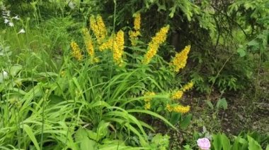 Motion footage background with colorful elements. Video. Flowers. A screen saver for a good video. Green. Grass. Ukraine, Ukrainian, 2022, Lviv