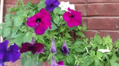 Motion footage background with colorful elements. Video. Flowers. A screen saver for a good video. Green. Grass. Ukraine, Ukrainian, 2022, Lviv