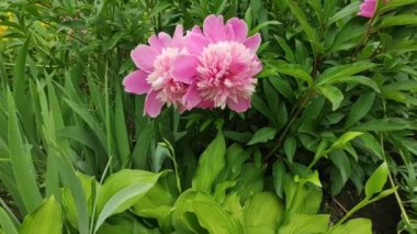 Motion footage background with colorful elements. Video. Flowers. A screen saver for a good video. Green. Grass. Ukraine, Ukrainian, 2022, Lviv