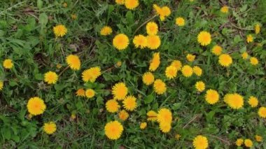 Motion footage background with colorful elements. Video. Flowers. A screen saver for a good video. Green. Grass. Ukraine, Ukrainian, 2022, Lviv