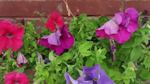 Motion Footage Background Colorful Elements Video Flowers Screen Saver Good — Stockvideo