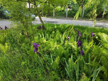 Spring. Joy. Pleasure. Background. Beautiful. Lviv. Autumn. Green grass. 2022. Ukraine. Bright. Nice. Screensaver. Nature. Cute. Summer. Saturated. Photo on green, gray and neutral colors.