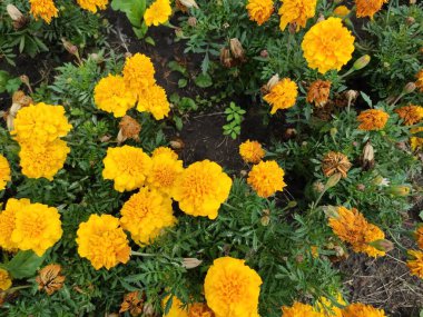 Saturated. 2022. Nice. Background. Screensaver. Ukraine. Green grass. Photo on gray, yellow and green colors. Joy. Nature. Flowerbed. Beautiful. Pleasure. Cute. Colorful flowers. Ukrainian. Bright.