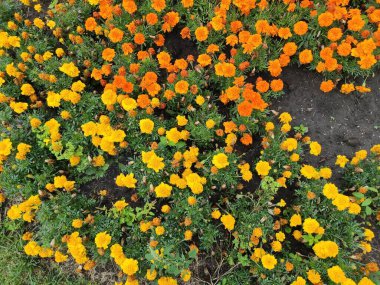 Pleasure. Flowerbed. Colorful flowers. Autumn. Nice. 2022. Saturated. Spring. Bright. Lviv. Beautiful. Ukrainian. Summer. Ukraine. Photo on green, gray and yellow colors. Nature. Green grass.