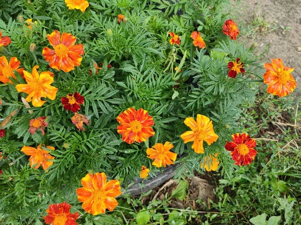 Bright. Spring. Flowerbed. Pleasure. Lviv. Ukraine. Green grass. Colorful flowers. Summer. Beautiful. Nice. Photo on green, neutral and gray colors. Joy. Nature. Autumn. 2022. Saturated. Ukrainian.