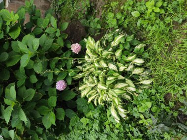 Bright. Flowerbed. Autumn. Cute. Beautiful. Background. Spring. Joy. Summer. Pleasure. Colorful flowers. Green grass. Photo on green, gray and neutral colors. Screensaver. Nice. Nature. Saturated.